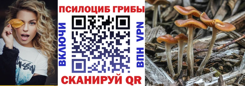 сколько стоит  Лиски  Псилоцибиновые грибы Psilocybe 